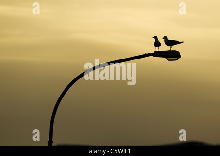 Lesser Black-backed Gull (Larus fuscus). Coppia appollaiato sulla via la luce all'alba, e l'Islanda. Foto Stock