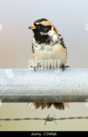 Lapponia maschio Bunting, Calcarius lapponicus, aka Lapland Longspur, seduto su una porta di metallo nelle Ebridi Esterne, Scotland, Regno Unito. Foto Stock