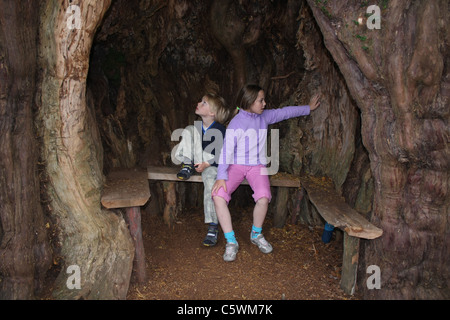 Cava di yew tree in molto Marcle Foto Stock