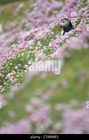 Atlantic Puffin (Fratercula arctica) in piedi su una scogliera tra la fioritura la parsimonia (Armeria maritima) Foto Stock