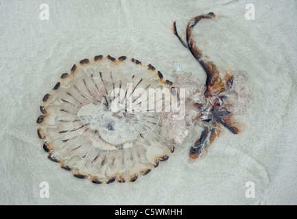 Compass meduse, (Chrysaora hysoscella) sulla spiaggia di Connemara Foto Stock