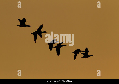 Brent Goose (Branta bernicla), gruppo stagliano in volo al tramonto. L'Islanda. Foto Stock