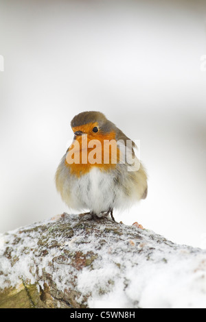 Robin (Erithacus rubecula), Adulto appollaiato su legno nella neve. Foto Stock