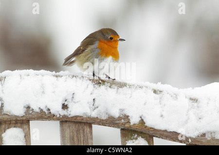 Robin (Erithacus rubecula), Adulto appollaiato sul sedile del giardino nella neve. Foto Stock