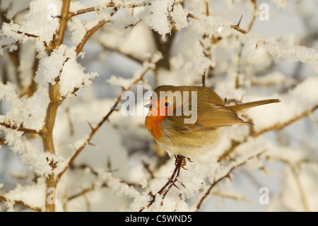 Robin (Erithacus rubecula), Adulto arroccato nella siepe nella neve. Foto Stock