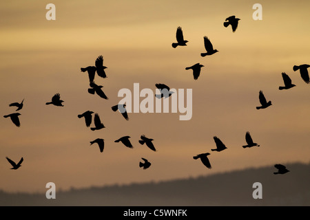 Rook (Corvus frugilegus), gregge stagliano in volo a sunrise. La Scozia, Gran Bretagna. Foto Stock