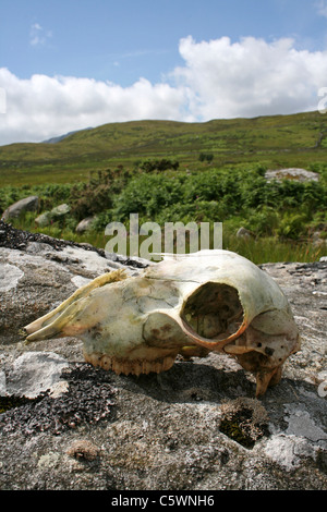 Cranio di pecora su una roccia nella valle Llafar, Snowdonia, Galles Foto Stock