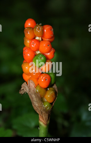 Bacche di maturazione dei Signori e Signore Arum maculatum Foto Stock