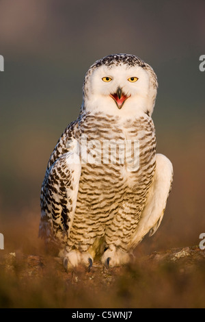 Civetta delle nevi (Bubo scandiacus, Nyctea scandiaca) appollaiato sul terreno, calling (allevato in cattività). La Scozia, Gran Bretagna. Foto Stock