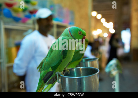 Bird souk waqif Doha in Qatar souhk mercato mediorientale pappagallo verde Foto Stock