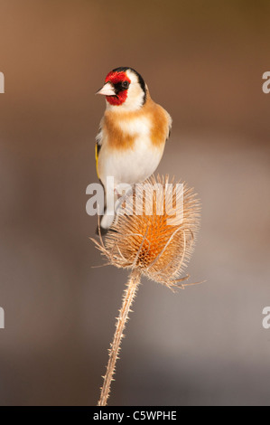 Cardellino europeo (Carduelis carduelis). Alimentazione adulto su teasel seme head. Foto Stock