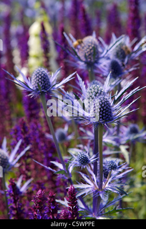 Un letto floreale nel North Yorkshire piena di cardo blu come il mare Holly - Eryngeum bourgatii Foto Stock