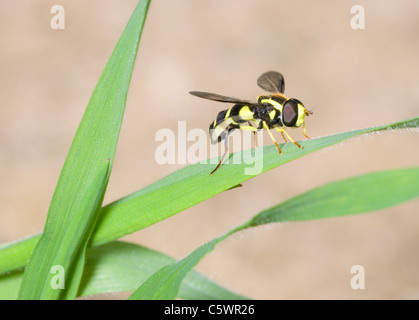Hoverfly xanthogramma pedissequum singolo adulto in appoggio sull'erba Hampshire, Regno Unito Foto Stock