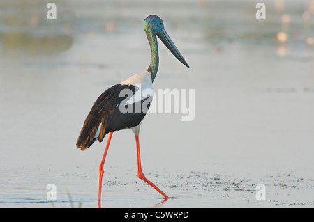 Nero o a collo alto Jabiru Aeroporto Stork (Ephippiorhynchus asiaticus) presso il fiume Giallo, il Parco Nazionale Kakadu. Foto Stock