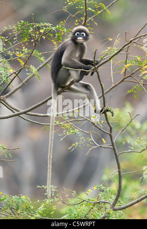 Dusky Langur nella foresta pluviale del monsone, a sud-ovest della Thailandia Foto Stock