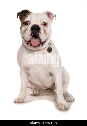 Old tyme bulldog singolo adulto seduto in studio REGNO UNITO Foto Stock