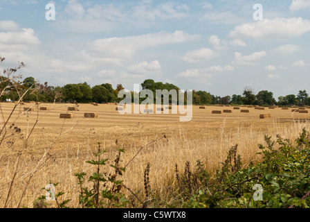 Le balle di paglia su un raccolto di recente campo in worcestershire Foto Stock