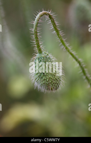 Fiore di papavero pod Foto Stock