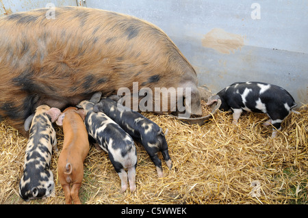 Gloucestershire spot vecchia scrofa e suinetti all'davvero selvaggia cibo e Festival di campagna St Davids Pembrokeshire Wales Foto Stock