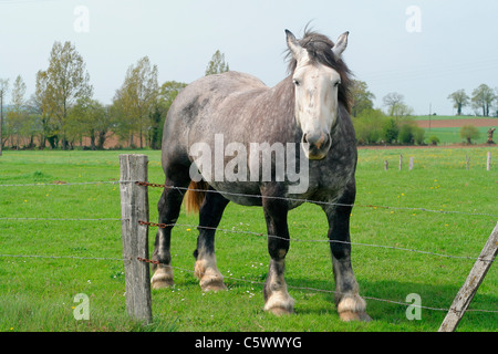 Percheron cavallo in un prato (Mayenne, Pays de la Loire, Francia). Foto Stock