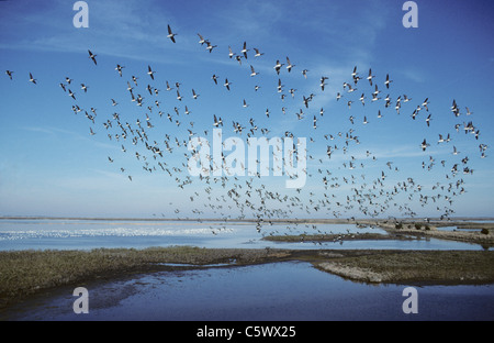 Brent Goose gregge in volo Branta bernicla razza hrota brigantino NWR New Jersey, STATI UNITI D'AMERICA BI003779 Foto Stock