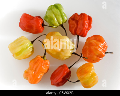 Il capsicum chinense Scotch Bonnet Chili Papers Foto Stock