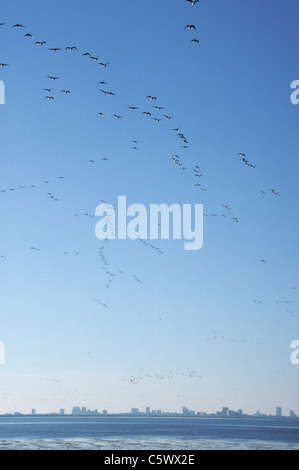 Brent Goose gregge in volo Branta bernicla razza hrota brigantino NWR New Jersey, STATI UNITI D'AMERICA BI003782 Foto Stock