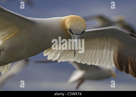 Gannett, Morus bassanus, in volo su Bass Rock, Scotland, Regno Unito Foto Stock