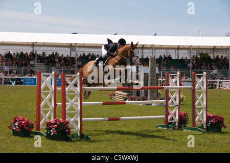 Fido Jo il feretro sul suo modo di vittoria presso il Royal Cornwall Show 2011 St Albans Cornwall Inghilterra REGNO UNITO Foto Stock