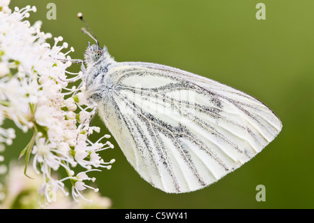 Verde bianco venato Butterfly in appoggio sui fiori di prezzemolo Foto Stock