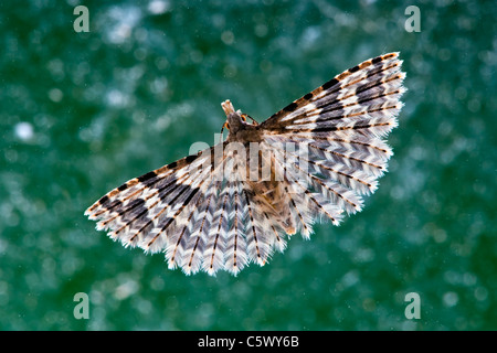 Molti falena piumati in appoggio su una finestra Foto Stock