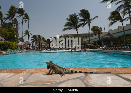 Wild iguana verde sat da una piscina al Sunspree Resort Holiday Inn, Aruba, Antille olandesi Foto Stock