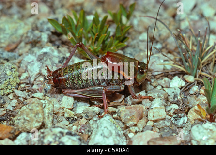 Il Mormon Cricket (Anabrus simplex) Mt. Evans- Arapahoe National Forest, Colorado US Foto Stock
