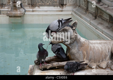 Piccioni bere nella Fonte Gaia fontana progettata da Jacopo della Quercia intorno 1419 Siena Toscana Italia Foto Stock