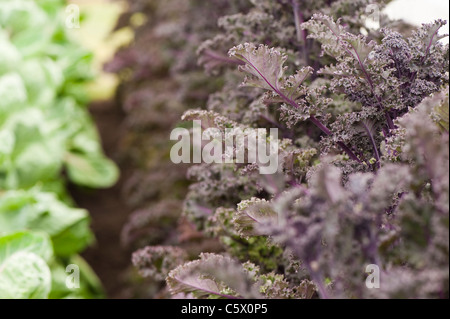 Kale 'Darkibor' nel RHS Garden commestibili a 2011 Hampton Court Palace Garden, Regno Unito. Foto Stock