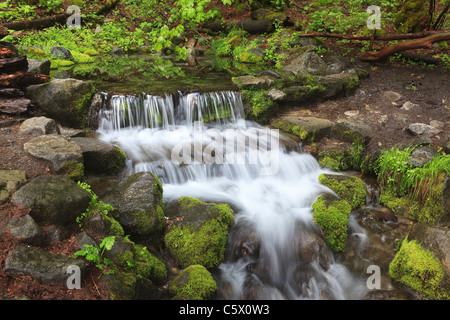 Cascata di acqua dalla molla di felce in Yosemite Valley (California) Foto Stock