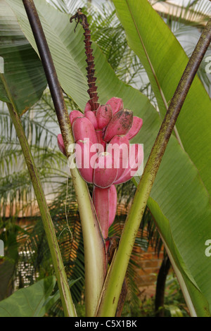 Rosa banana tree Musa velutina Tropical Butterfly House Wildlife & Falconry Centre, NORTH ANSTON, South Yorkshire, Inghilterra Foto Stock