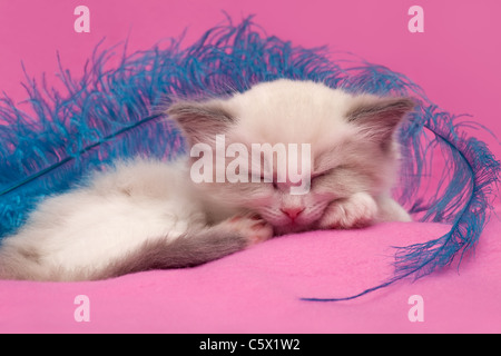 Pelo bianco gattini Ragdoll su sfondo rosa con piuma blu Foto Stock