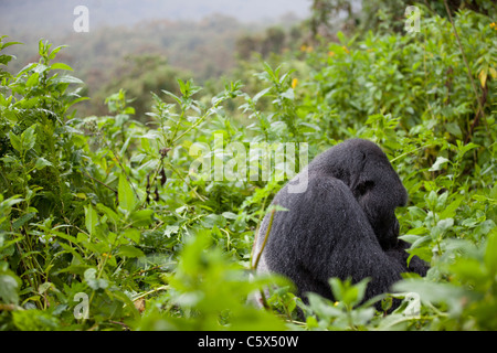 Gorilla Silverback in Ruanda seduti sotto la pioggia. Foto Stock