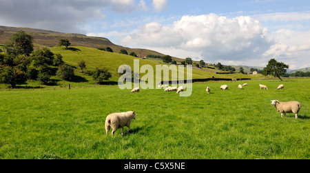 Pecore al pascolo sulla pianura alluvionale nei pressi di Reeth, North Yorkshire, Inghilterra Foto Stock