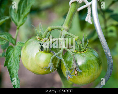 Impianto di pomodori in un giardino Foto Stock