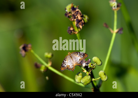 White farfalla pavone - Verde Cay zone umide - Delray Beach, Florida USA Foto Stock