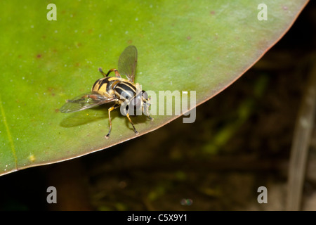Hover fly (hoverfly), Helophilus pendulus, Lily Pad, del laghetto in giardino, Kent, England, Regno Unito Foto Stock