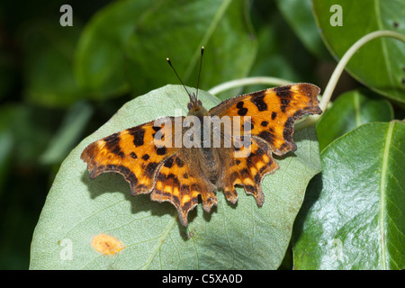 Virgola butterfly, Polygonia c-album, giardino nel Kent, England, Regno Unito Foto Stock