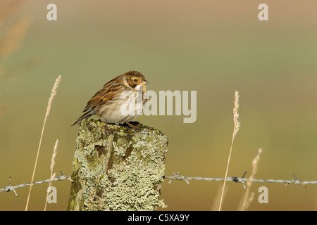 Reed Bunting Emberiza schoeniclus RSPB Loch Gruinart, Islay Scozia, Regno Unito BI020184 Foto Stock