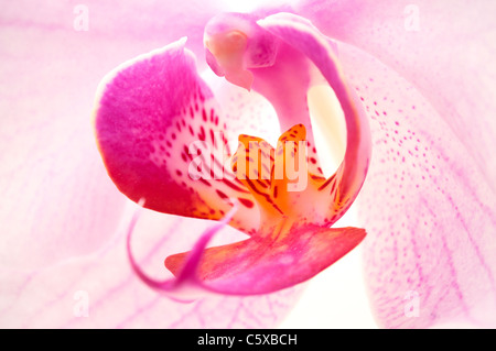 Primo piano di una rosa phalaenopsis gynoecium Foto Stock