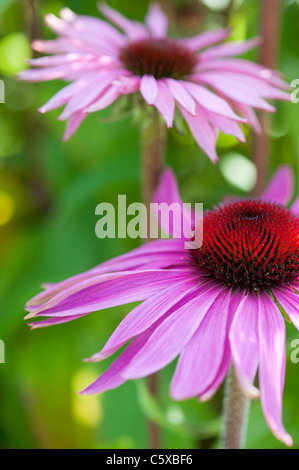 Echinacea purpurea 'rubinglow' coneflower Foto Stock