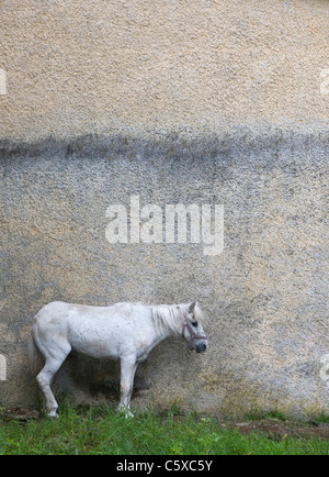 Austria, cavallo davanti al muro di casa Foto Stock