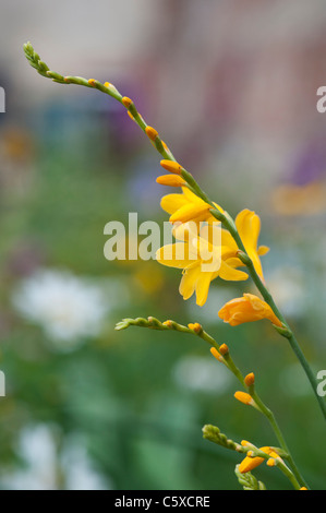 Crocosmia x crocosmiiflora 'Citronella'. Montbretia 'Citronella' Fiore Foto Stock