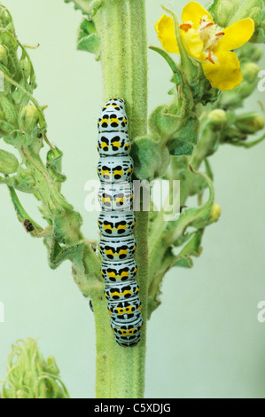 Mullein Moth Larvae Shargacucullia verbasci Essex, Regno Unito AL000308 Foto Stock